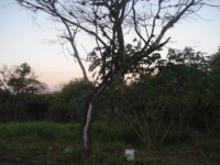 /album/arvore-da-liberdade1/dsc04532-jpg1/